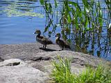 Weller Pond 039