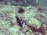 St Lucia 027 : Snorkeling