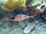 St Lucia 029 : Snorkeling