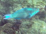 St Lucia 032 : Snorkeling