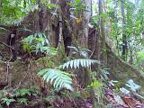 St Lucia 043 : Forest Preserve