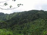 St Lucia 045 : Forest Preserve