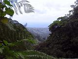 St Lucia 049 : Forest Preserve