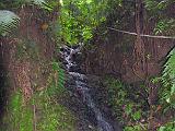 St Lucia 052 : Forest Preserve