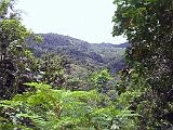 St Lucia 054 : Forest Preserve