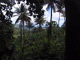 St Lucia 055 : Forest Preserve