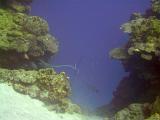 St Lucia 061 : Diving