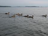 Lake Champlain 063