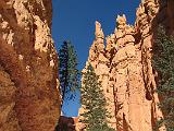 Bryce Canyon 017