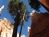 Bryce Canyon 022