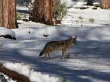 D Yosemite Valley 011