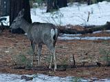 D Yosemite Valley 012