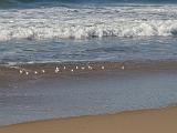 A Natural Bridges State Beach 003