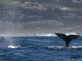 Whale Watching 011