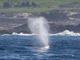 Whale Watching 012