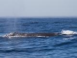 02-A Monterey Whale Watching