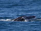 Whale Watching 015