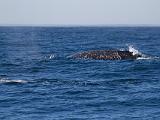 Whale Watching 021