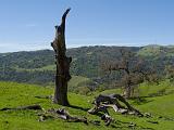 Sunol 007