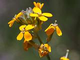 Pinnacles 006