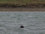 Elkhorn Slough 002