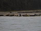 Elkhorn Slough 005
