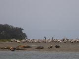 Elkhorn Slough 009