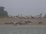 Elkhorn Slough 011