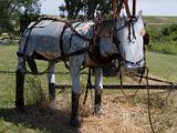 Cross Country North 157