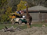 Safari West 021