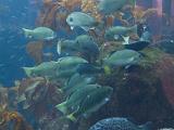 Aquarium 002