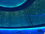 Aquarium 007