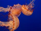 Aquarium 008