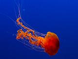 Aquarium 010