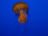 Aquarium 011