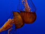 Aquarium 012