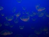 Aquarium 013
