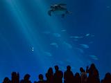 Aquarium 014