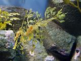 Aquarium 017