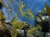 Aquarium 018