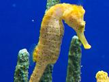 Aquarium 019