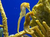 Aquarium 020