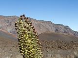 D Haleakala 013