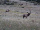 RMNP 030