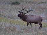 RMNP 033