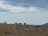 RMNP 048