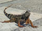 Biscayne 015