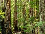 Mendocino 025