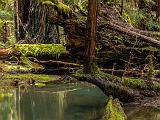 Mendocino 026