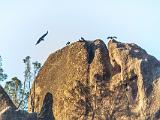 Pinnacles 006